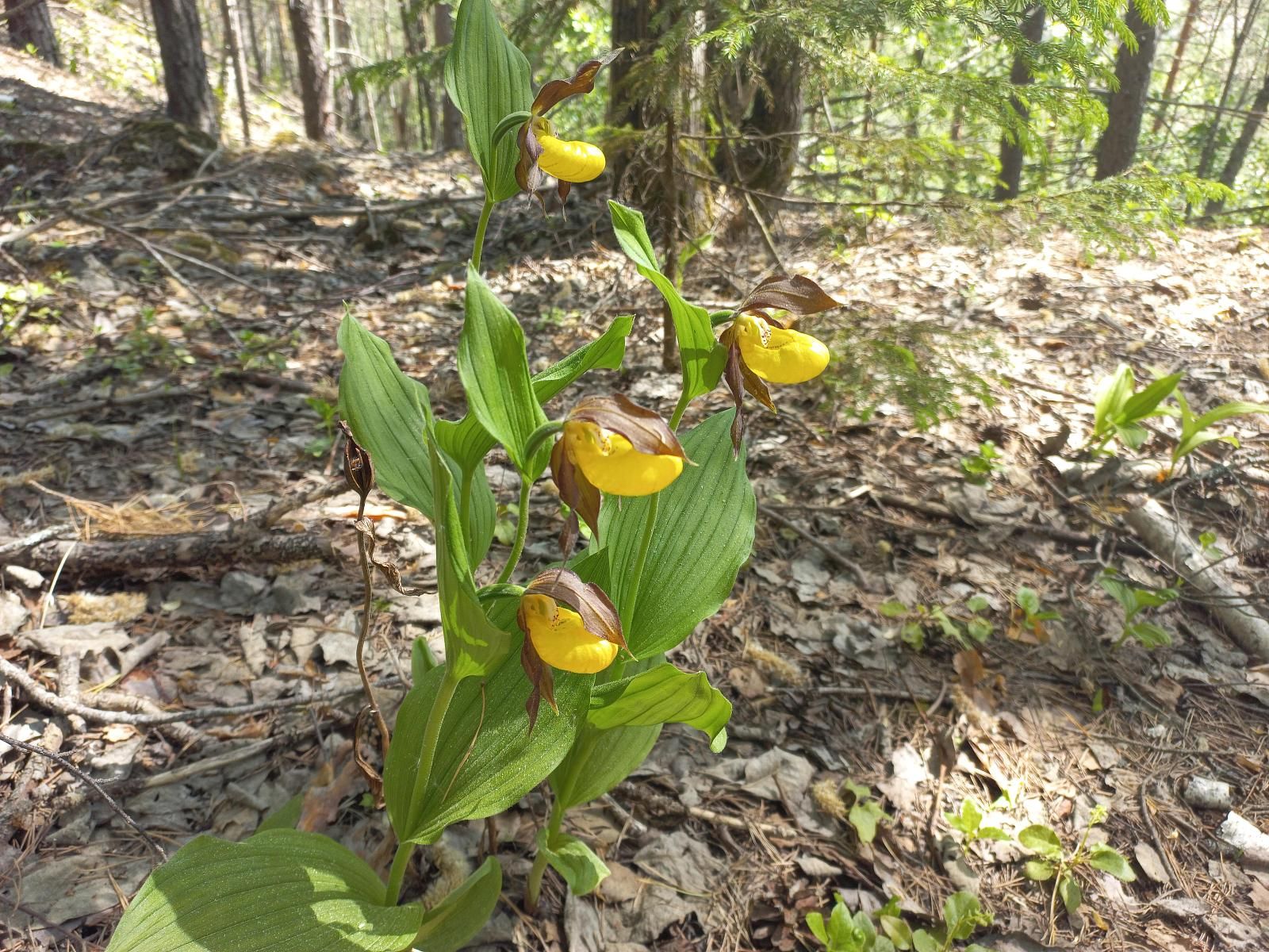 Дюкинские карьеры-8