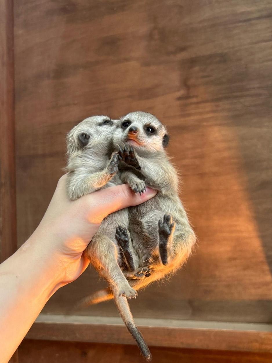 Экскурсия по владимирскому экзотариуму-1