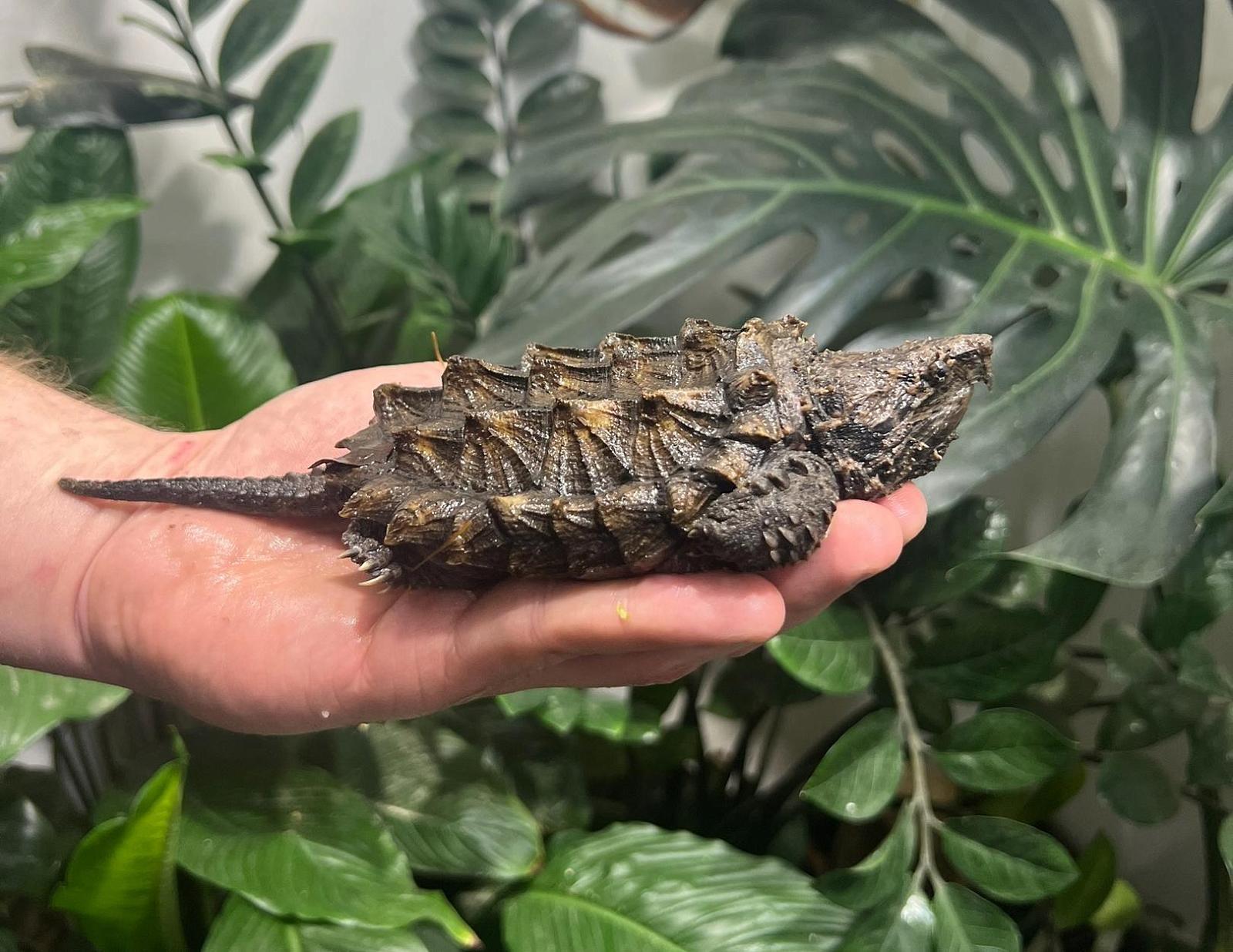 Владимирский экзотариум-4