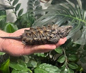 Владимирский экзотариум-4