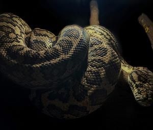 Владимирский экзотариум-3