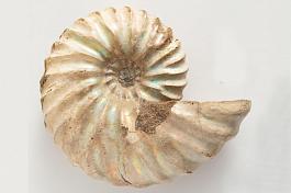 Выставка «Встретимся в палеозое...»