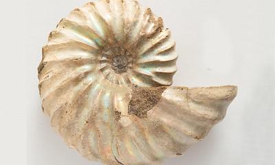 Выставка «Встретимся в палеозое...»