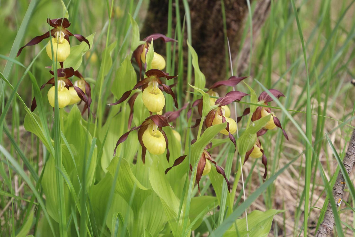 Экологический маршрут «Край Северных орхидей»