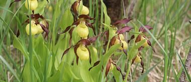 Экологический маршрут «Край Северных орхидей»