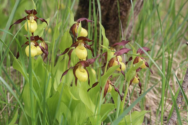 Экологический маршрут «Край Северных орхидей»