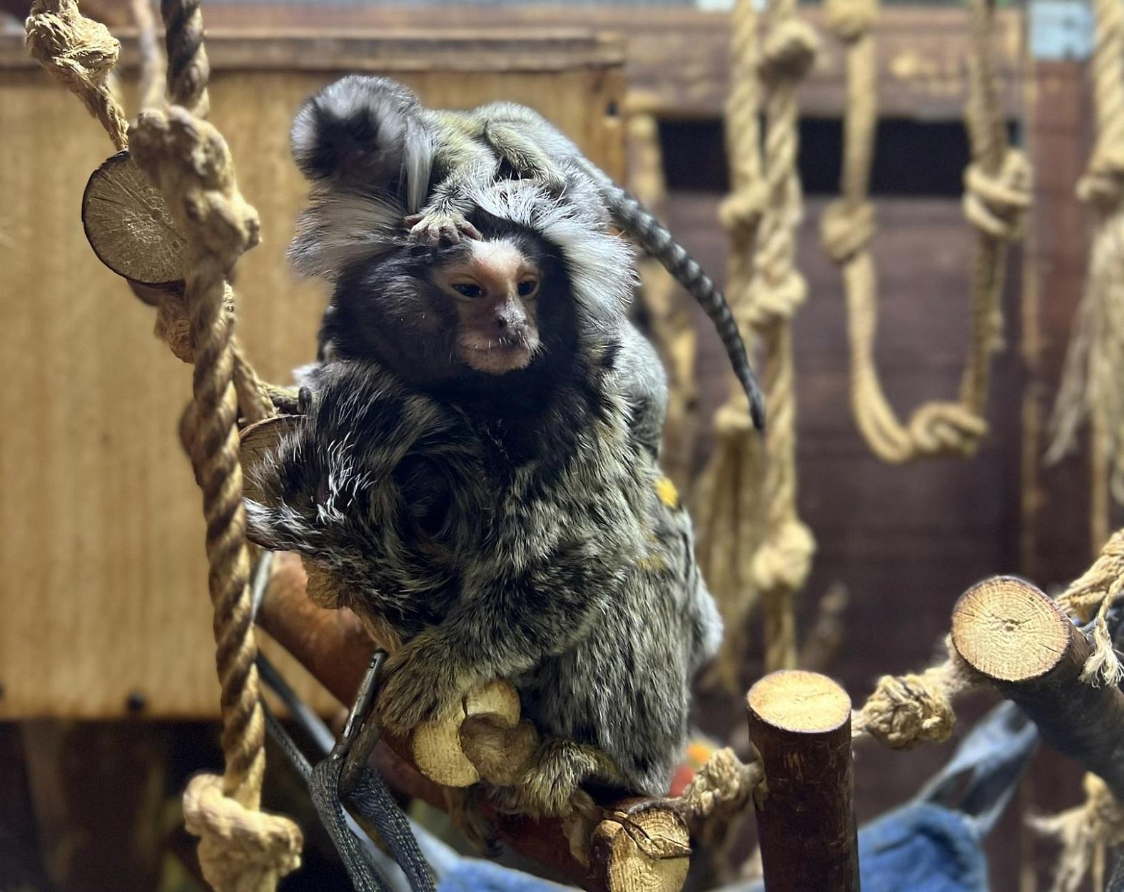 Владимирский экзотариум-0