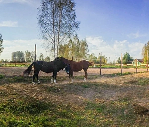 Частное конное хозяйство «Спарта»