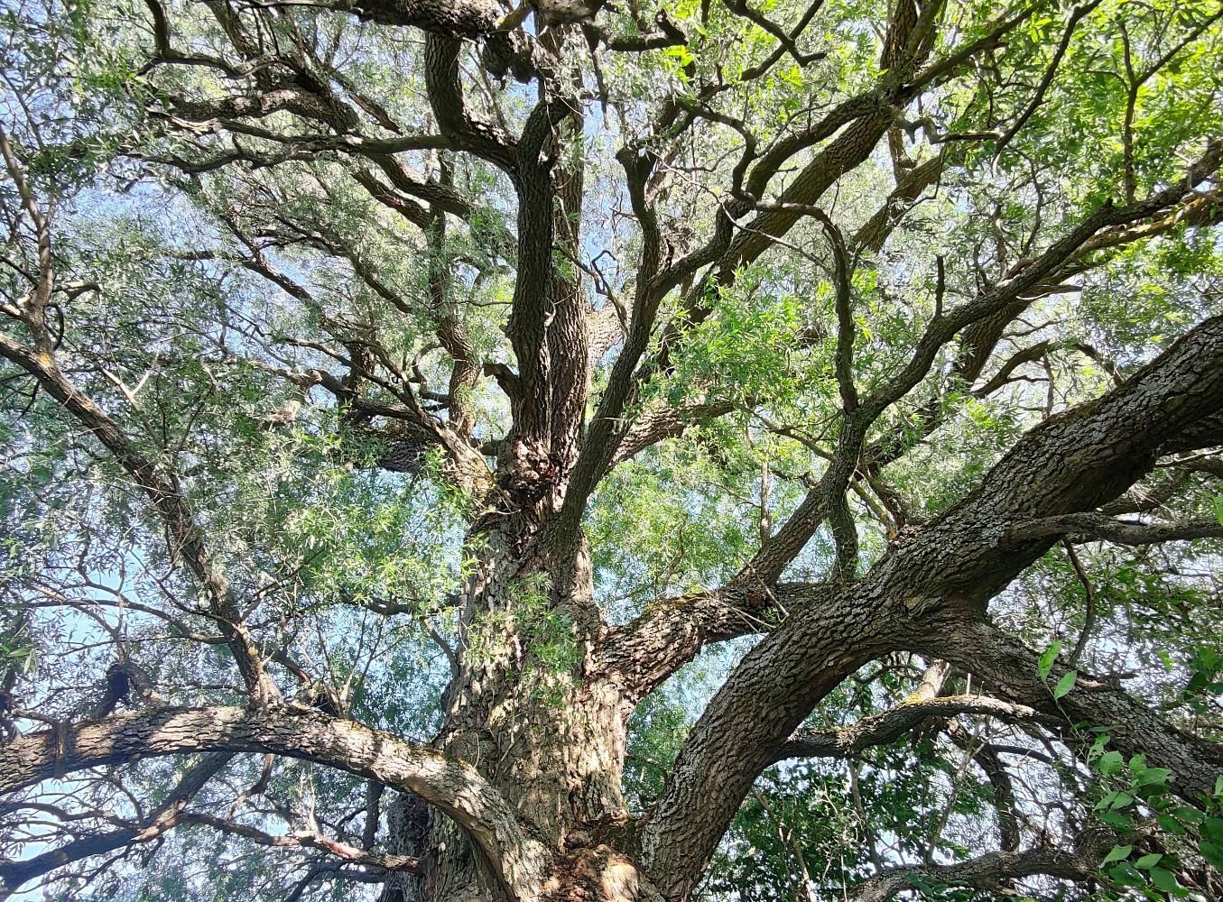 Ива, посаженная Иваном Грозным