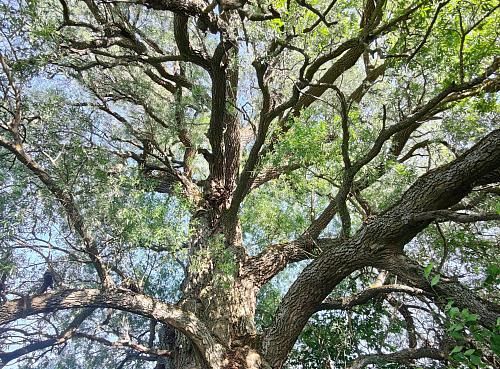 Ива, посаженная Иваном Грозным