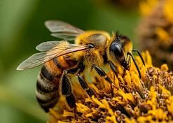 Фестиваль «Всемирный день пчелы»