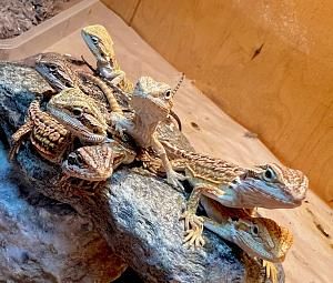 Владимирский экзотариум-2