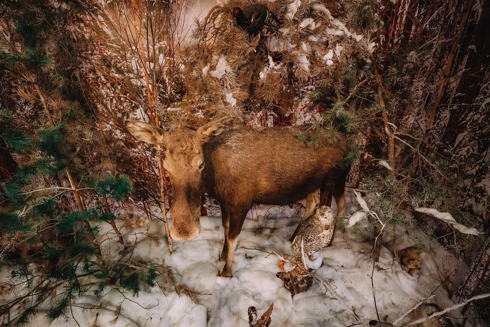 Музей природы-2